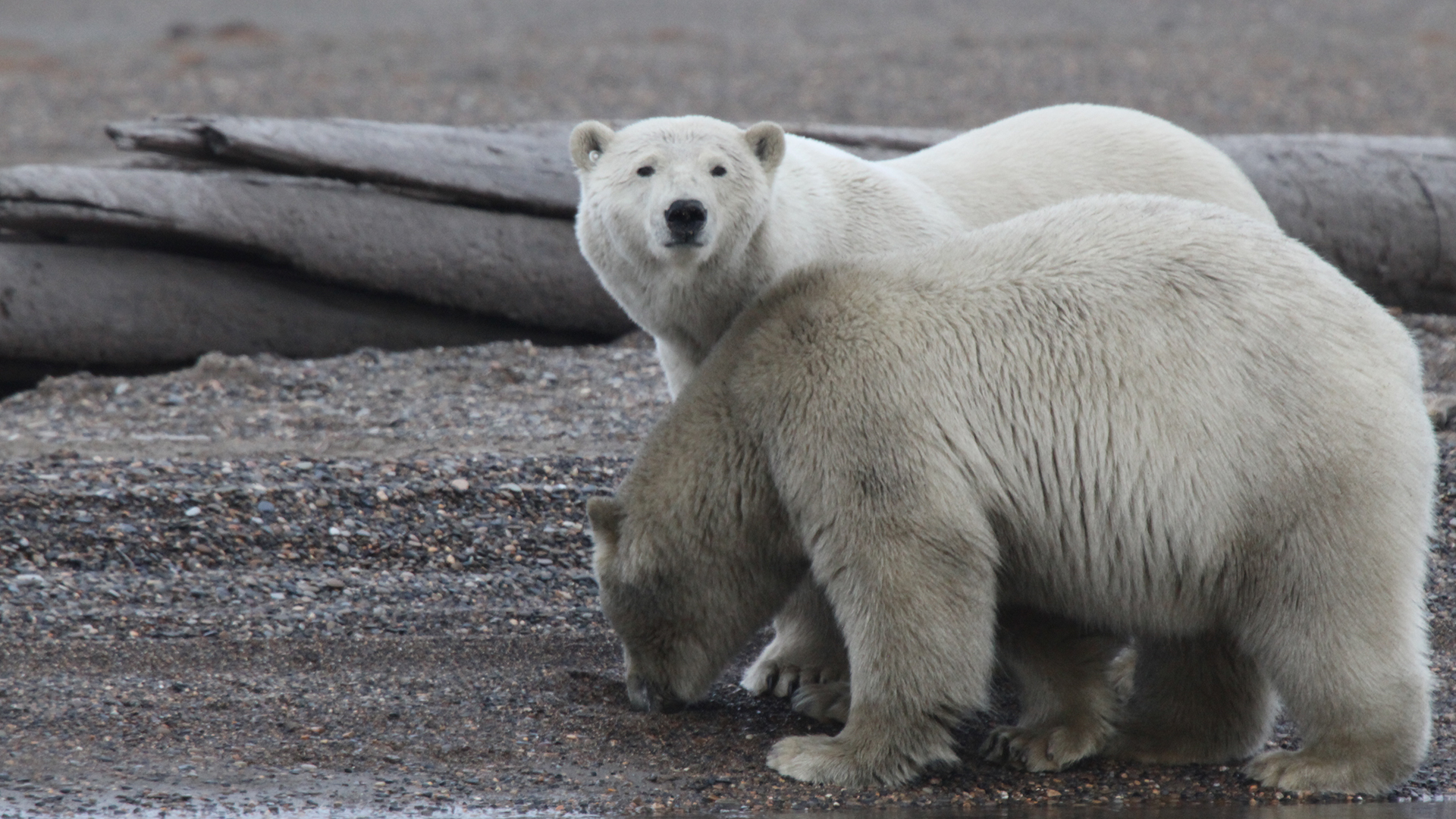 Kaktovik, AK - Two polar bears stand next to each other on the beach. This is from Wild Alaska [Photo of the day - June 2022]