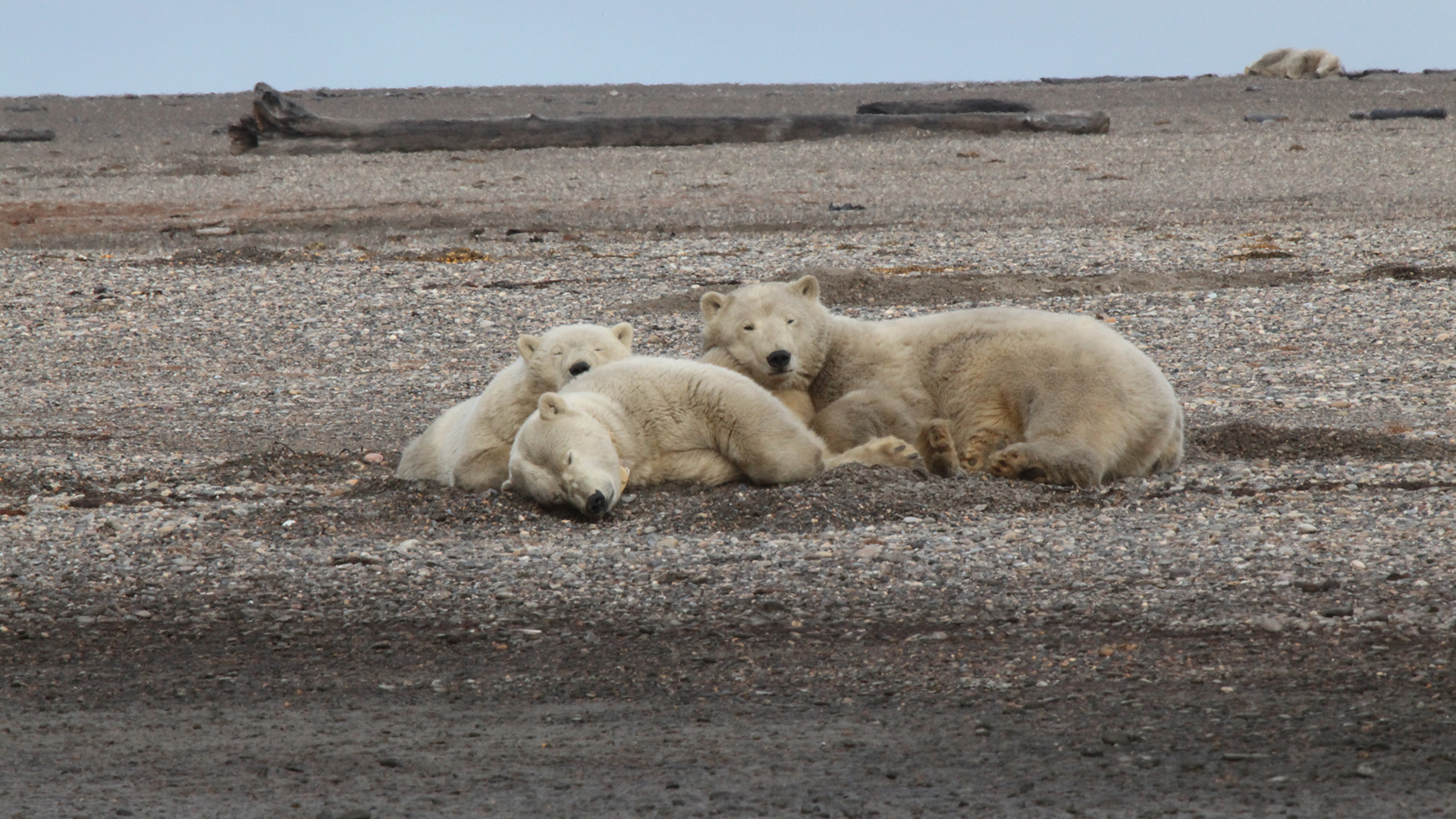 Kaktovik, AK - A polar bear and her two cubs take a nap. This is from Wild Alaska [Photo of the day - June 2022]