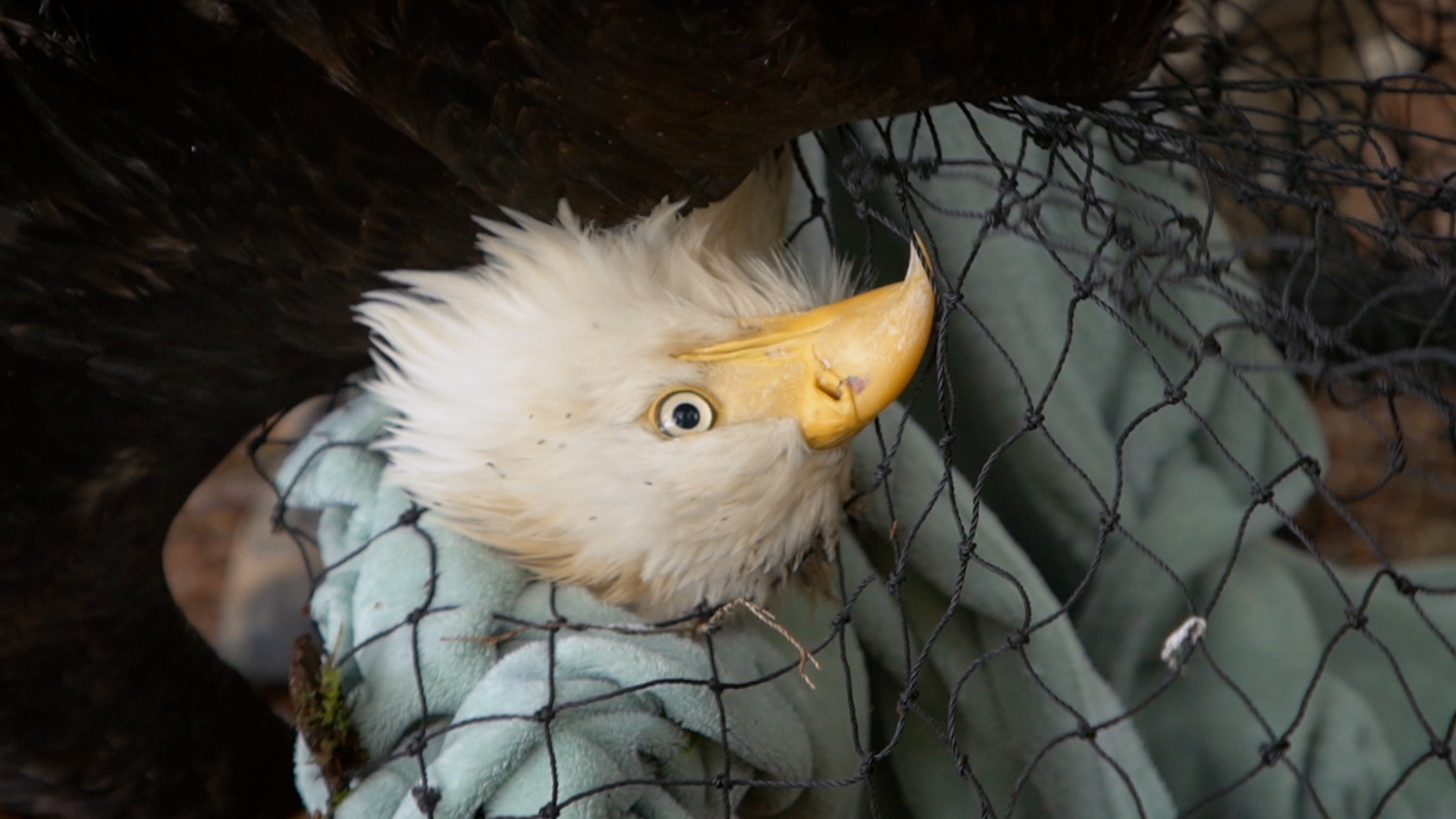 An injured, one-eyed eagle is captured by ARC staff for transportation back to the Raptor Center... [Photo of the day - June 2022]