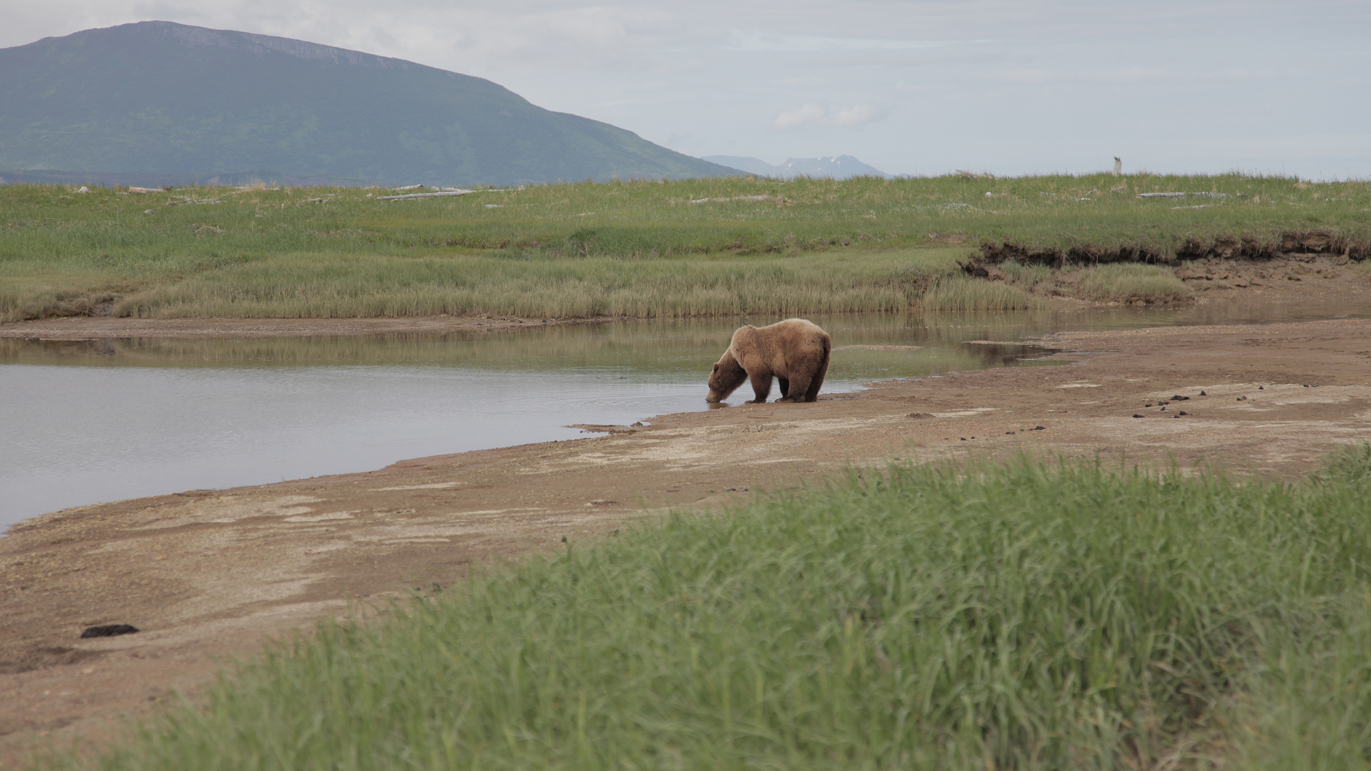 Katmai National Park, AK - A thirsty grizzly bear take a drink from a stream on a warm June day.... [Photo of the day - June 2022]
