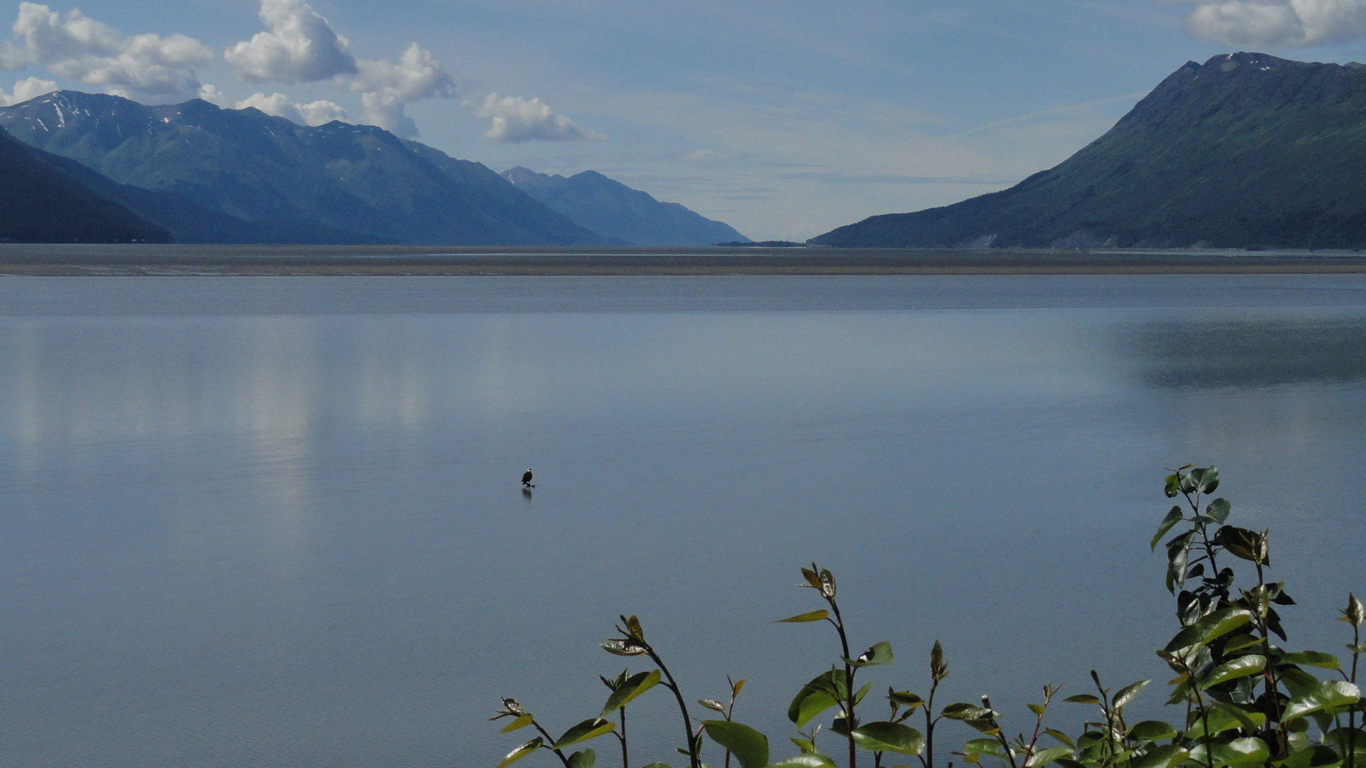 Anchorage, AK - A lone bald eagle rests in the shallows of Turnagain Arm. This is from Wild Alaska [Photo of the day - June 2022]