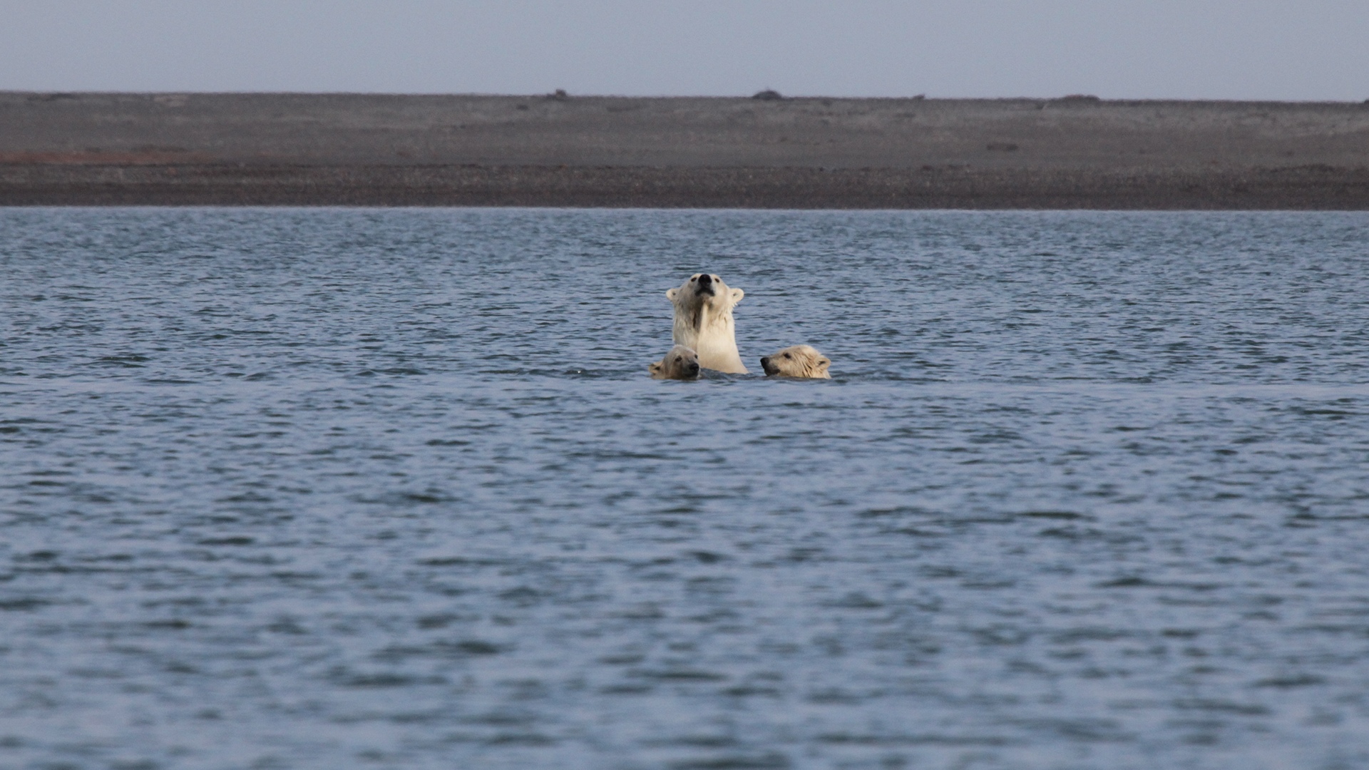 Kaktovik, AK - A polar bear and her two cubs swim toward shore. This is from Wild Alaska [Photo of the day - June 2022]