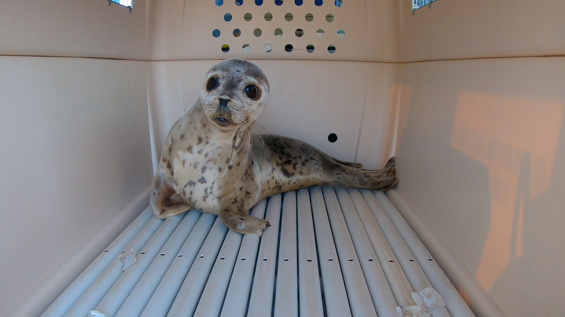 Nuna, a spotted seal, looks out from inside her transport kennel. This is from Alaska: Animal Rescue [Photo of the day - June 2022]