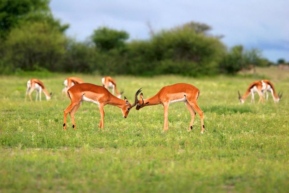 Antelope fight. Nxai Pans national park. Botswana. Africa. This image is from Savannah. [Photo of the day - August 2012]