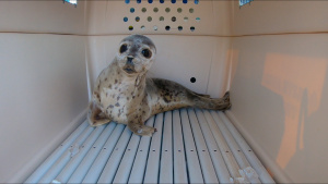 Nuna, a spotted seal, looks out from... [Photo of the day - 26 JUNE 2022]
