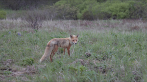 Katmai National Park, AK - A fox... [Photo of the day - 28 JUNE 2022]