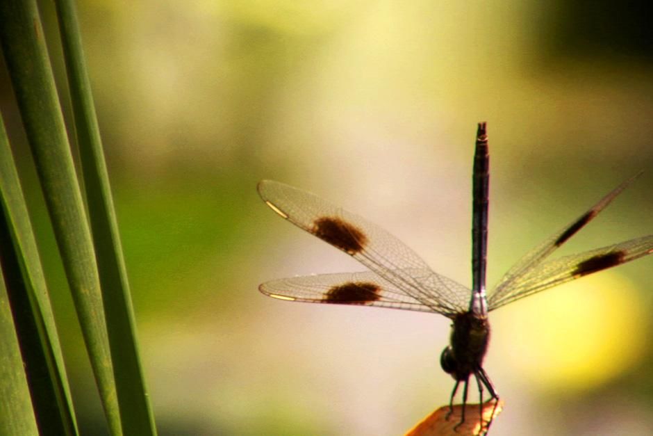 Dragonflies are valuable predators that eat mosquitoes, and other small insects like flies,... [Photo of the day - August 2012]