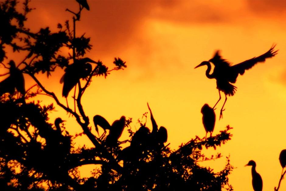 Several birds are silhouetted on the top of a tree against the orange sky. This image is from... [Photo of the day - August 2012]