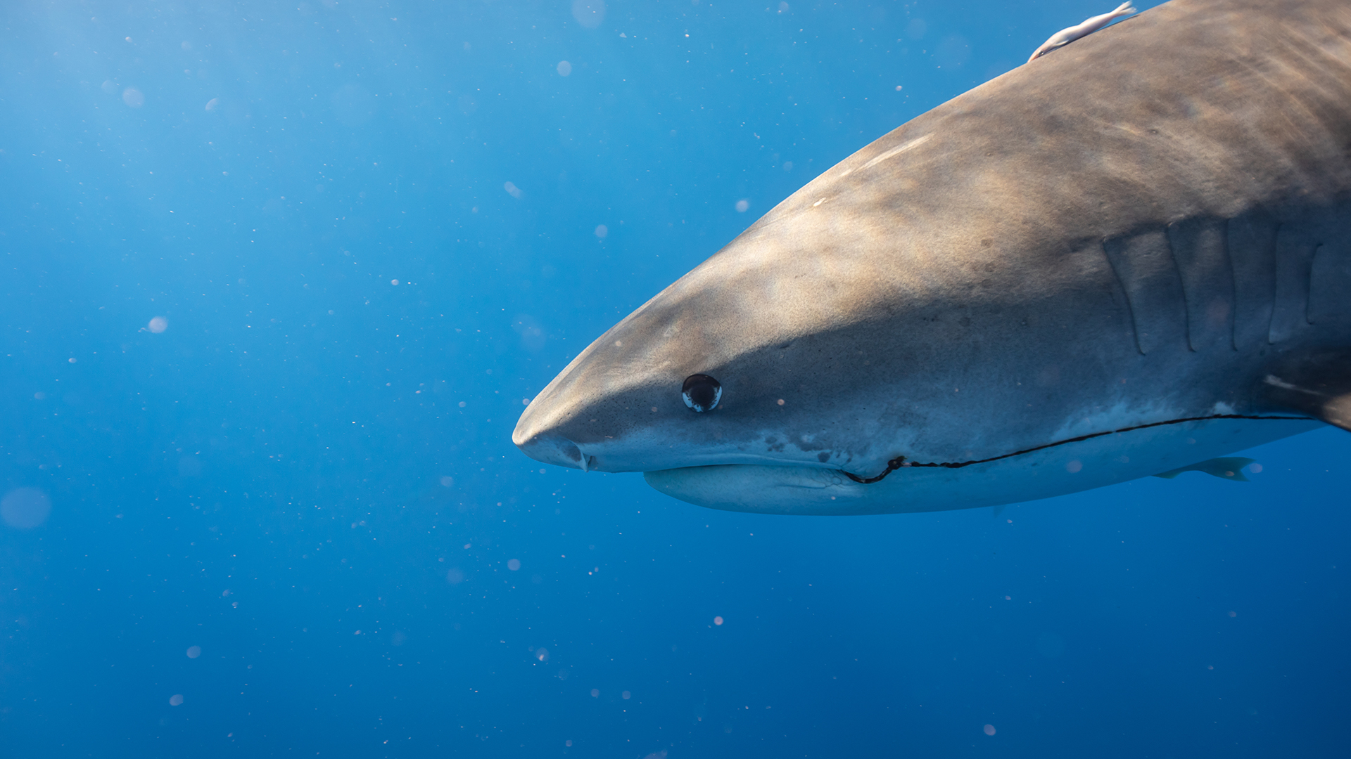 Close up head shot of a tiger shark with a hook in its mouth. This is part of Maui Shark Mystery. [Photo of the day - يوليو 2022]