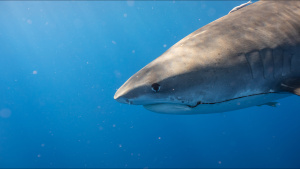 Close up head shot of a tiger shark with a hook in its mouth. This is part of Maui Shark Mystery. Photo of the day -  1 July 2022