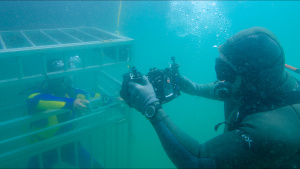 A diver in a cage searching for... [Photo of the day -  2 JULY 2022]