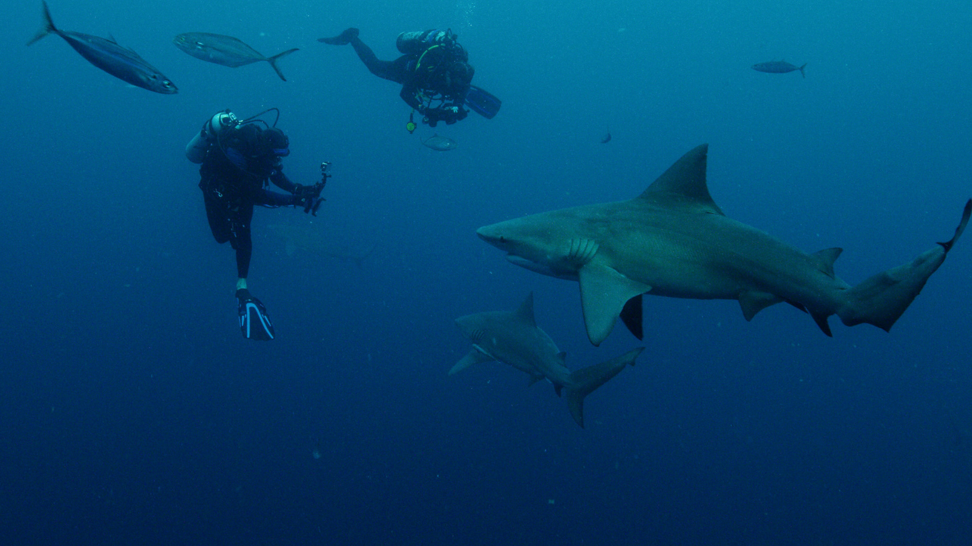 Dr. Mike Heithaus and Sara Casareto record some sharks underwater. This is part of Jaws vs. Boats. [Photo of the day - July 2022]