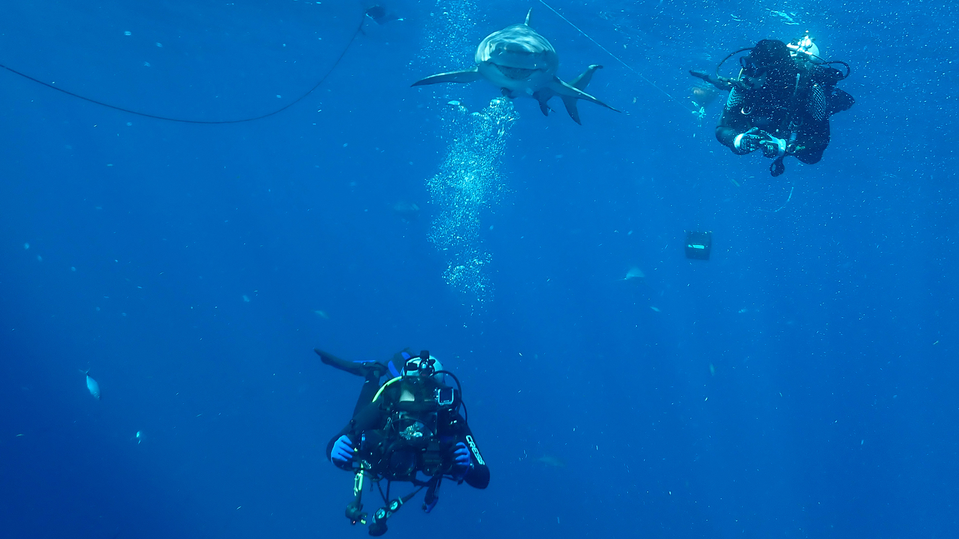 Two divers and a shark head towards the electronic pulse. This is part of Jaws vs. Boats. [Photo of the day - July 2022]