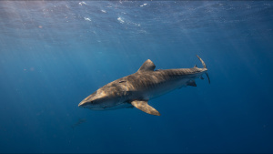 A Hawaiian tiger shark with a hook... [Photo of the day -  6 JULY 2022]