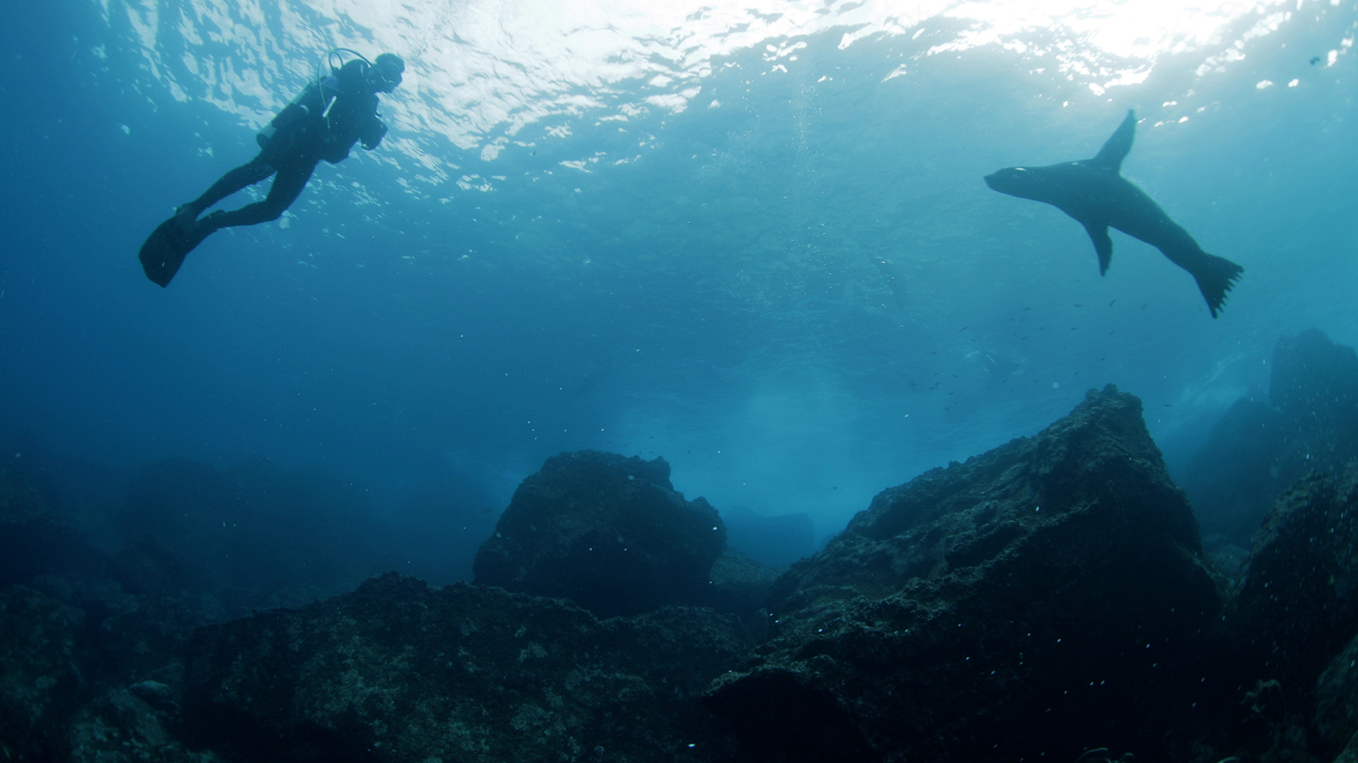 غواص يسبح إلى جوار فقمة في جزر غالاباغوس. هذه الصورة... [Photo of the day - يوليو 2022]