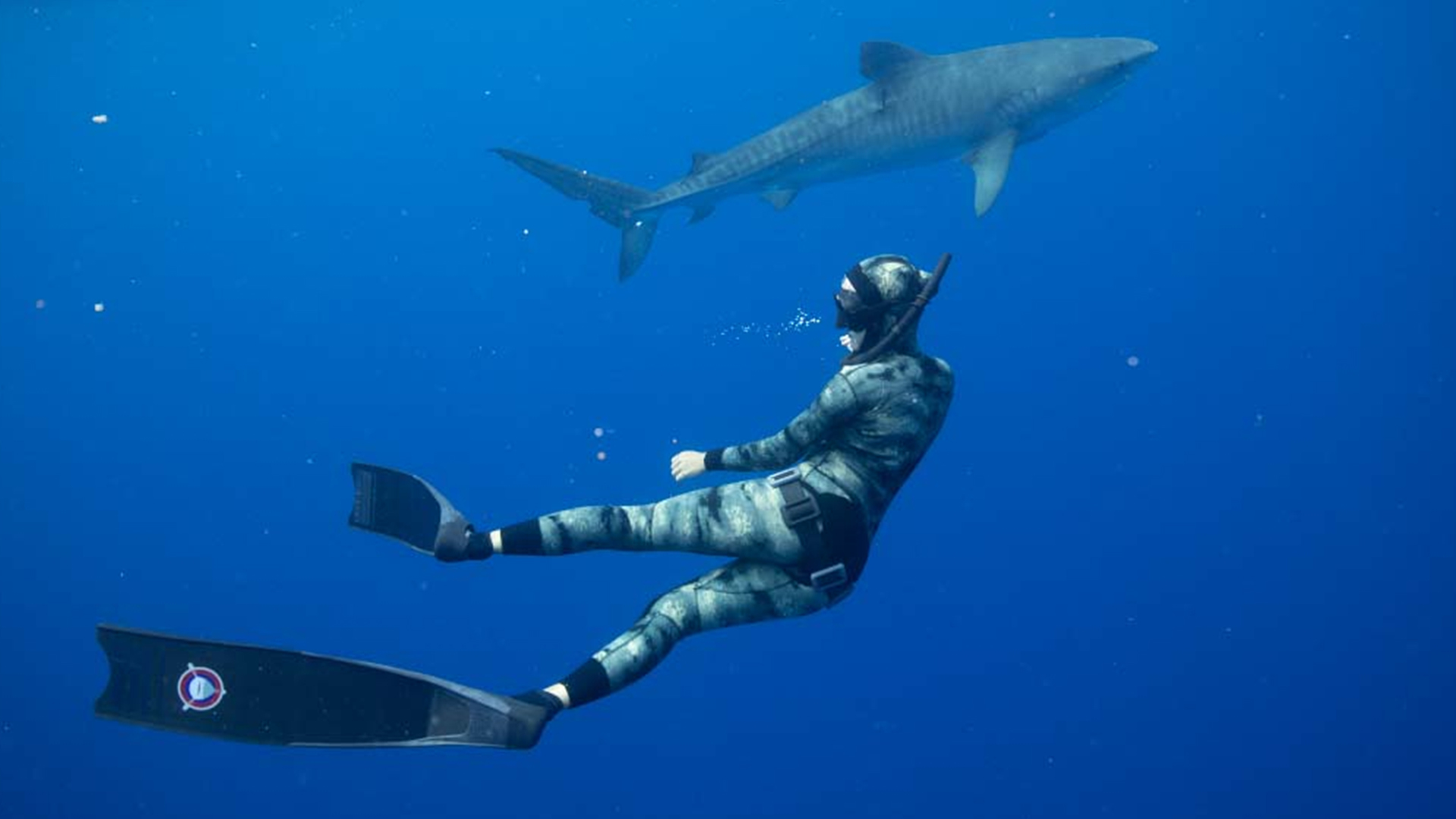 Hawaii Institute of Marine Biology Shark Lab researcher, Paige Wernli, freedives with a tiger... [Photo of the day - July 2022]