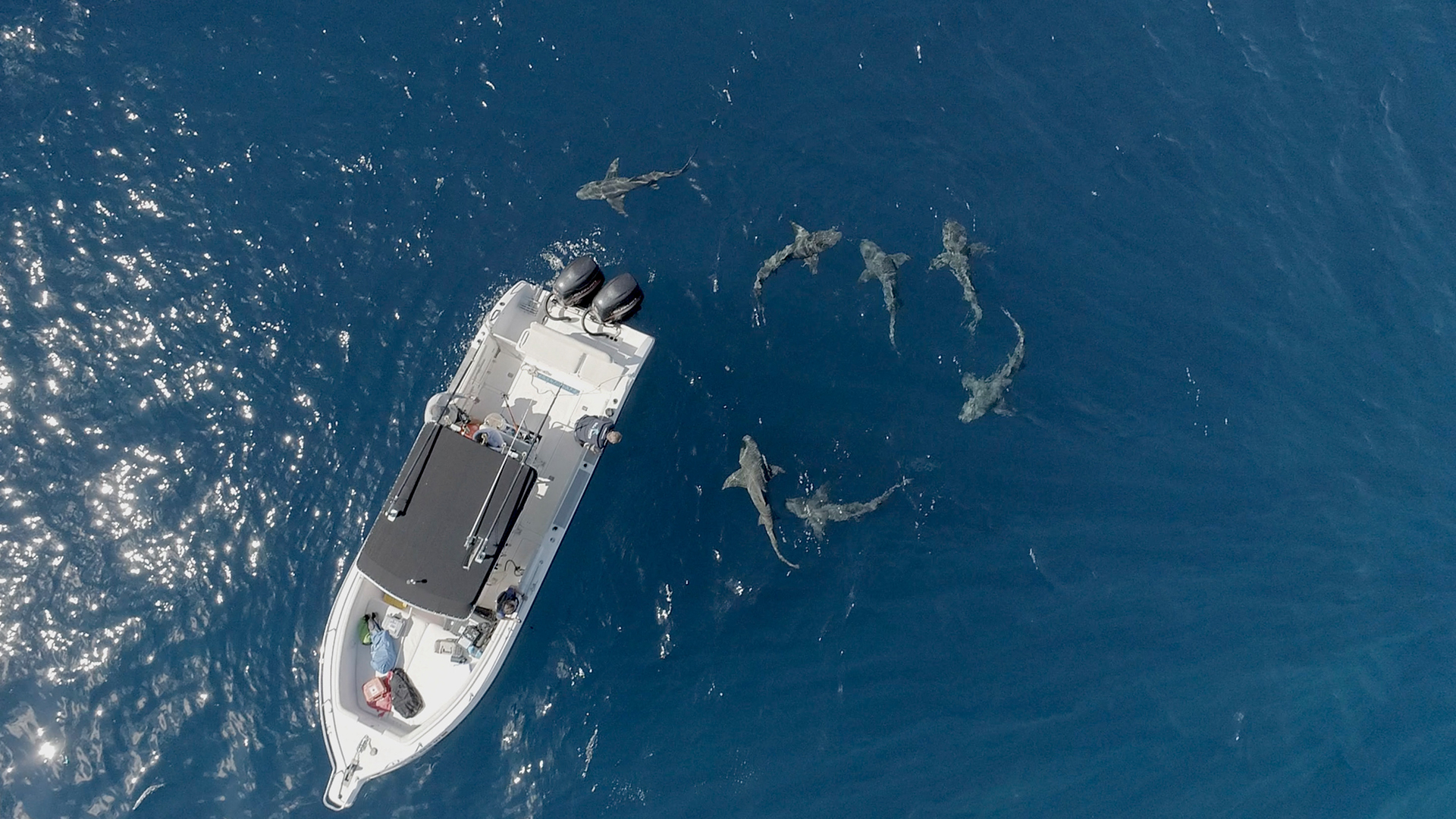 Multiple lemon sharks swim next to a boat. This is from Jaws Vs. Boat. [Photo of the day - July 2022]