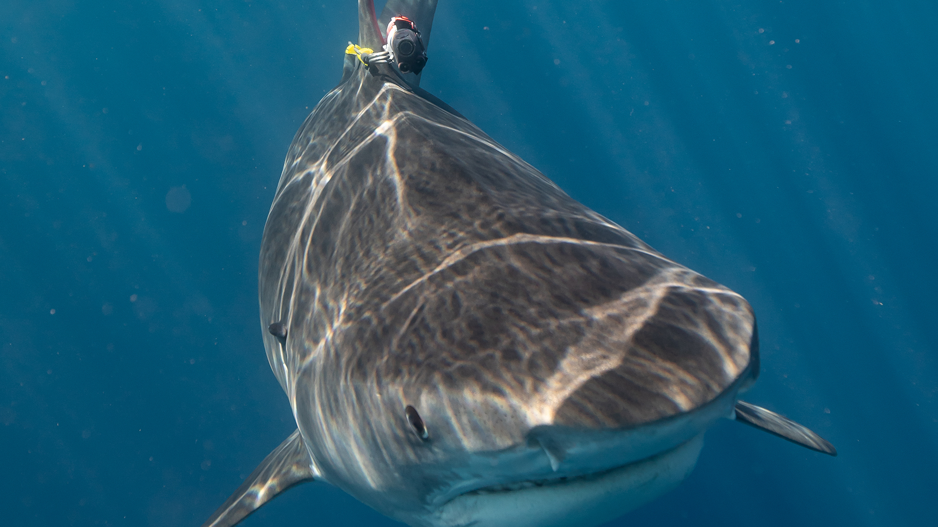 A tiger shark swims with a data collection and camera package clamped to its dorsal fin. (Facing... [Photo of the day - July 2022]