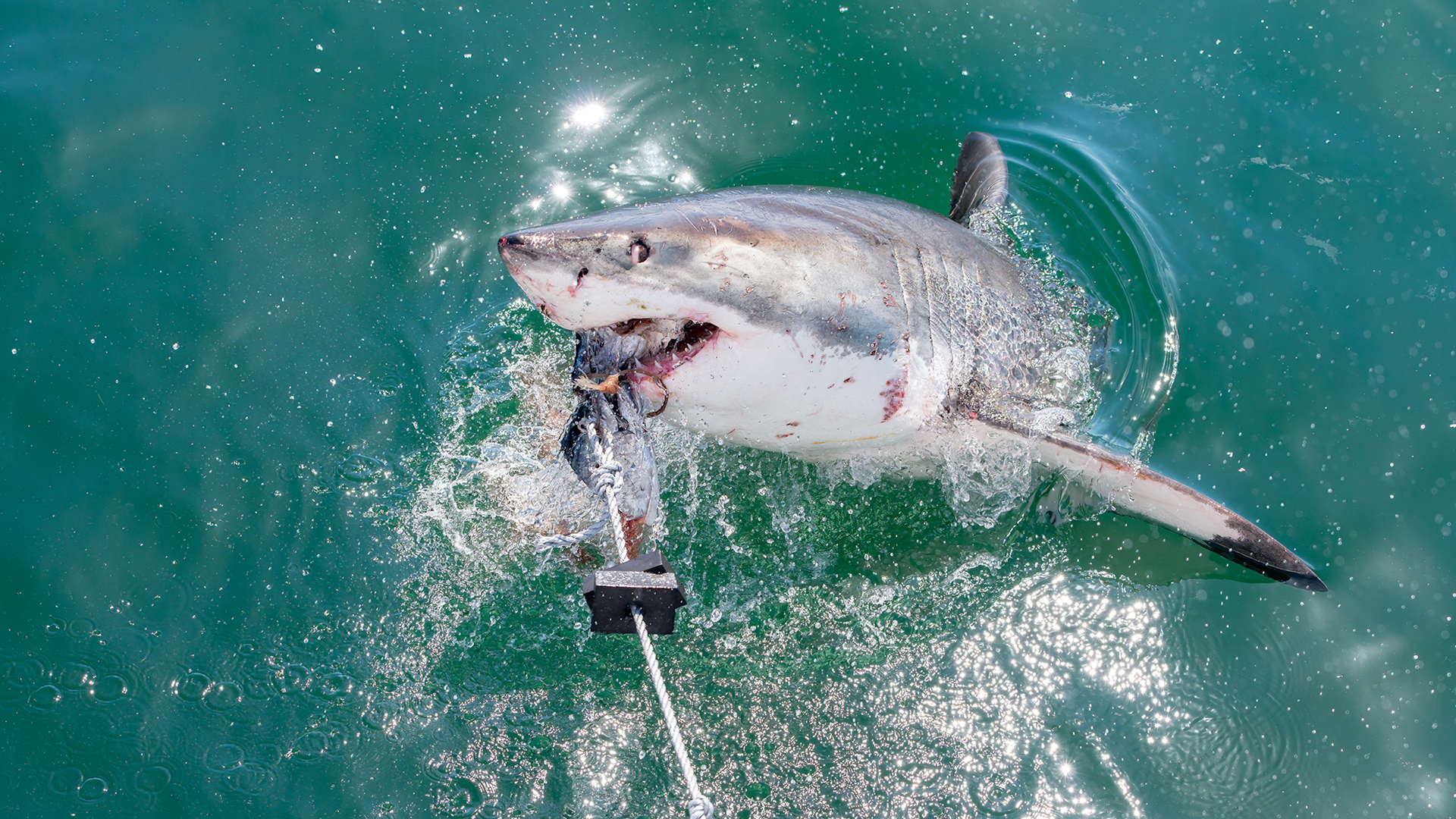 A Great White breaches the water with the bait lure. This is from Phantom Sharks. [Photo of the day - July 2022]