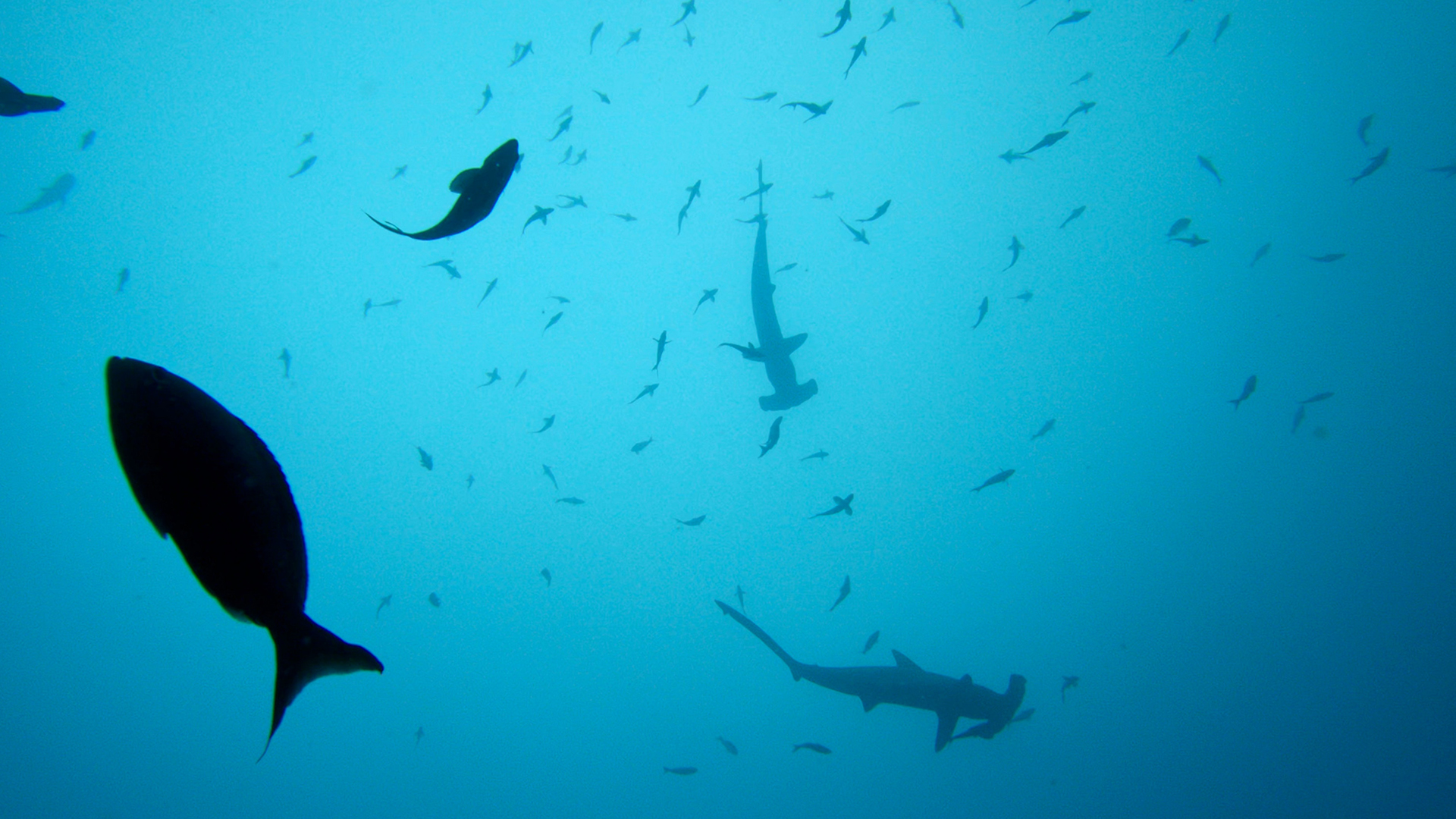 A school of hammerhead sharks off the Cocos Islands. This is from Shark's sude of the Moon. [Photo of the day - July 2022]