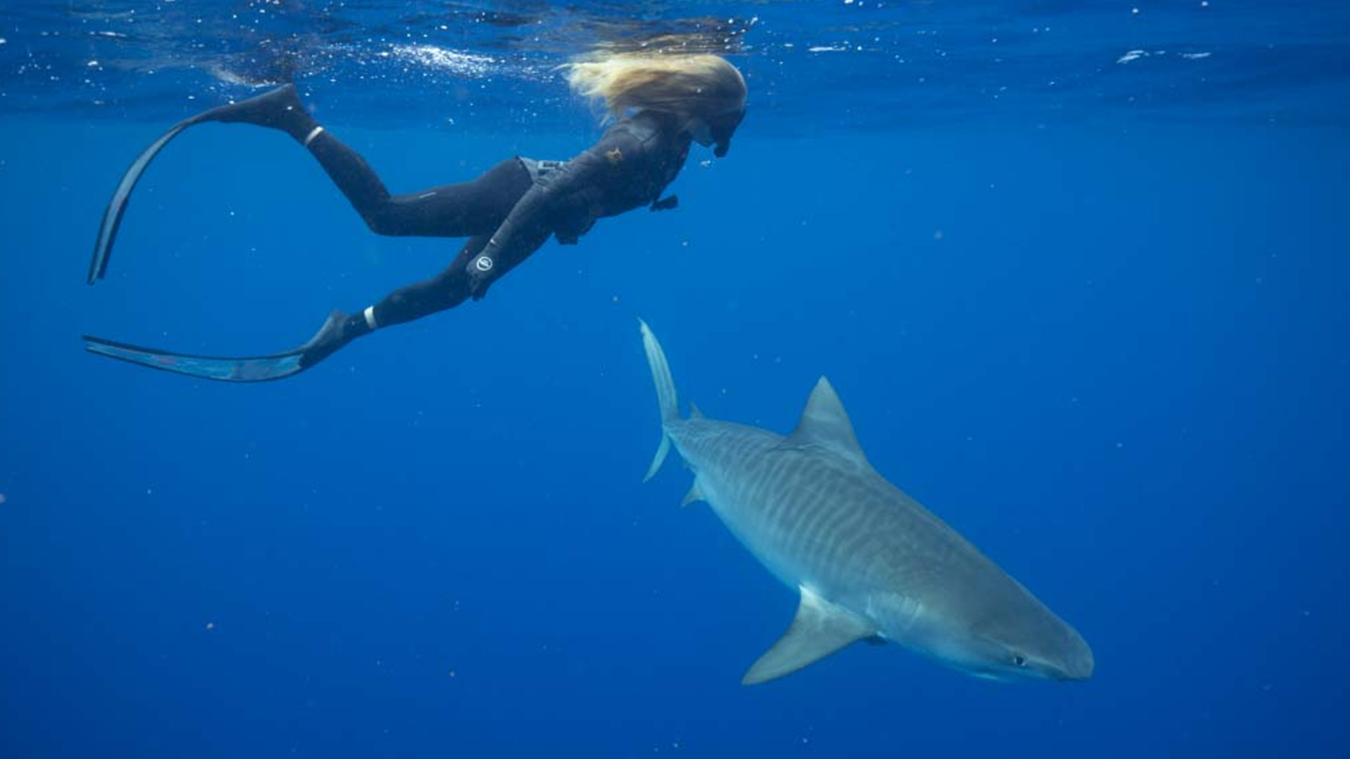 Hawaii Institute of Marine Biology Shark Lab researcher, Julia Hartl, freedives with a tiger... [Photo of the day - July 2022]