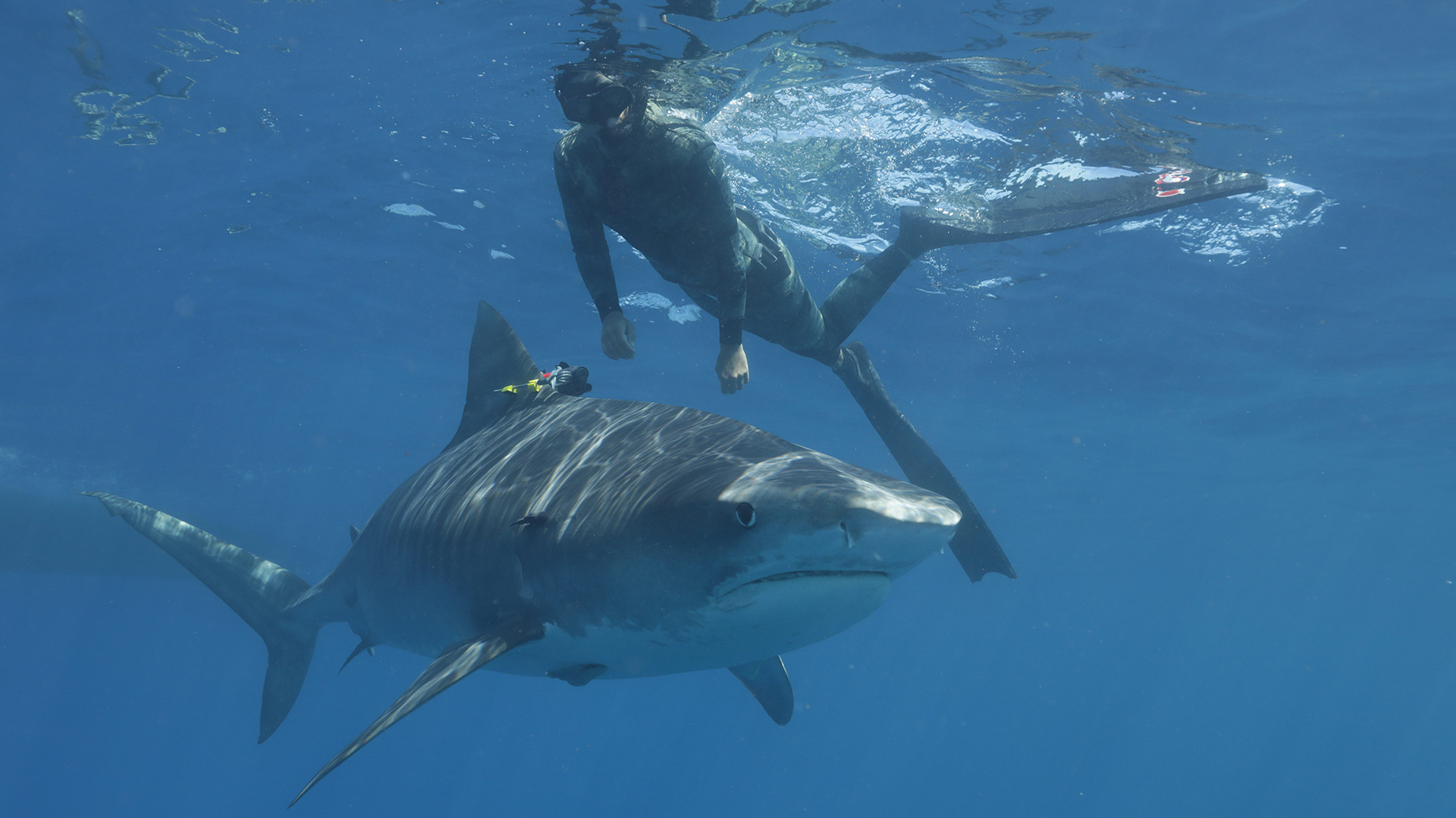 Hawaii Institute of Marine Biology Shark Lab researcher, Paige Wernli, observes a data... [Photo of the day - July 2022]