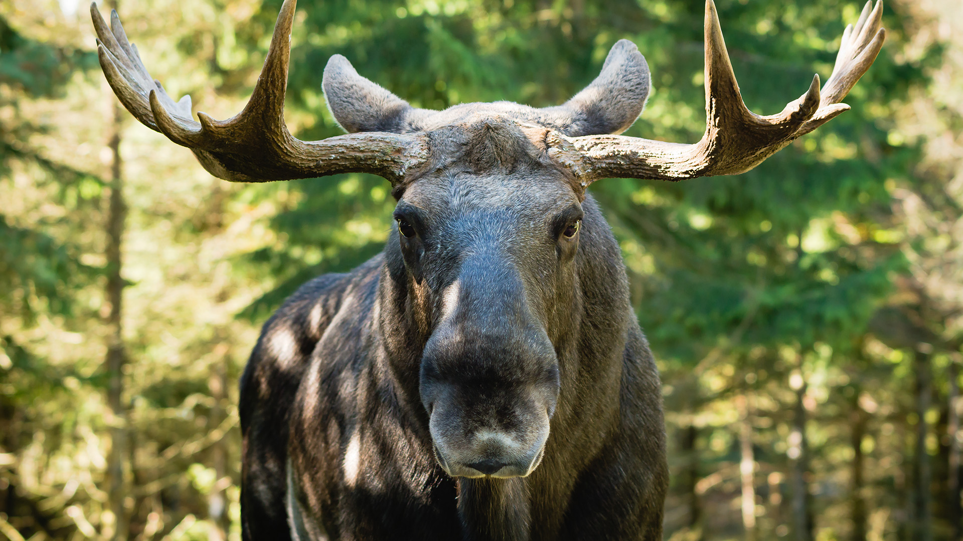 Bull Moose have fearsome antlers equiped with up to 30 sharp spikes for use in combat. This is... [Photo of the day - August 2022]