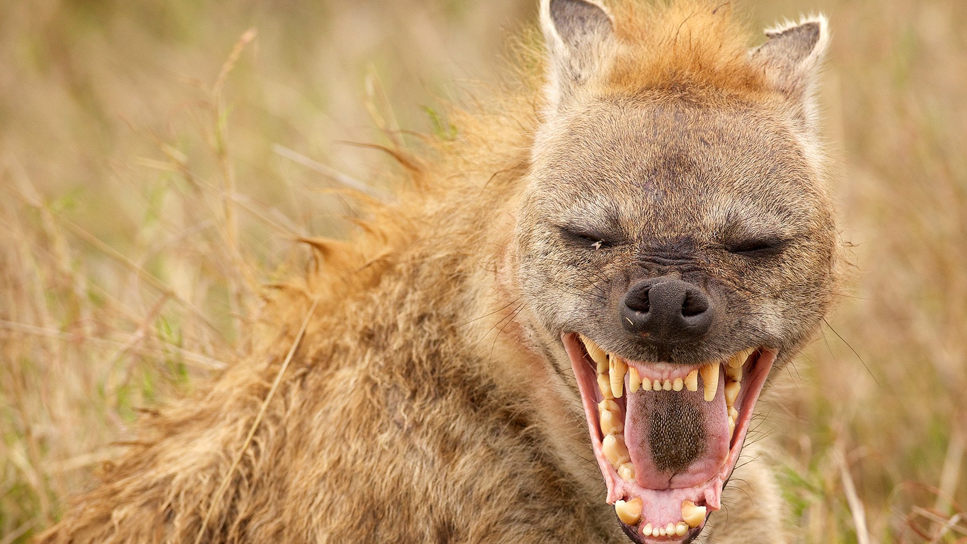 Spotted hyenas are often called âlaughing hyenasâ because their giggle vocalization... [Photo of the day - August 2022]
