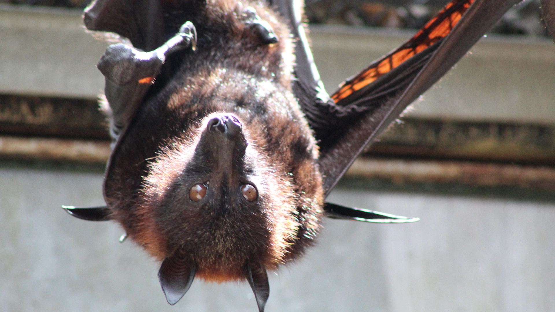 Malayan Flying Foxes are giant bats, with wingspans of up to almost 6 feet long. This is from... [Photo of the day - August 2022]
