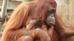 Bornean orangutan RanDee is doing an... [Photo of the day - 19 AUGUST 2022]