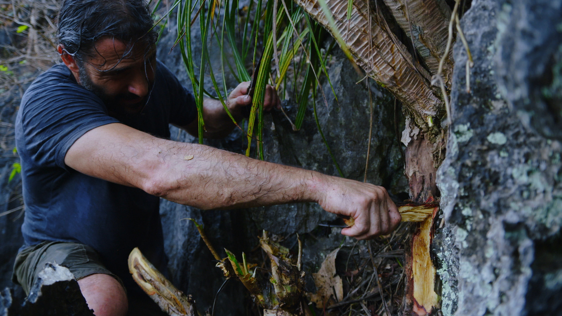 Hazen cutting a piece of a medicinal root. This is from Primal Survivor: Ultimate Journey. [Photo of the day - August 2022]