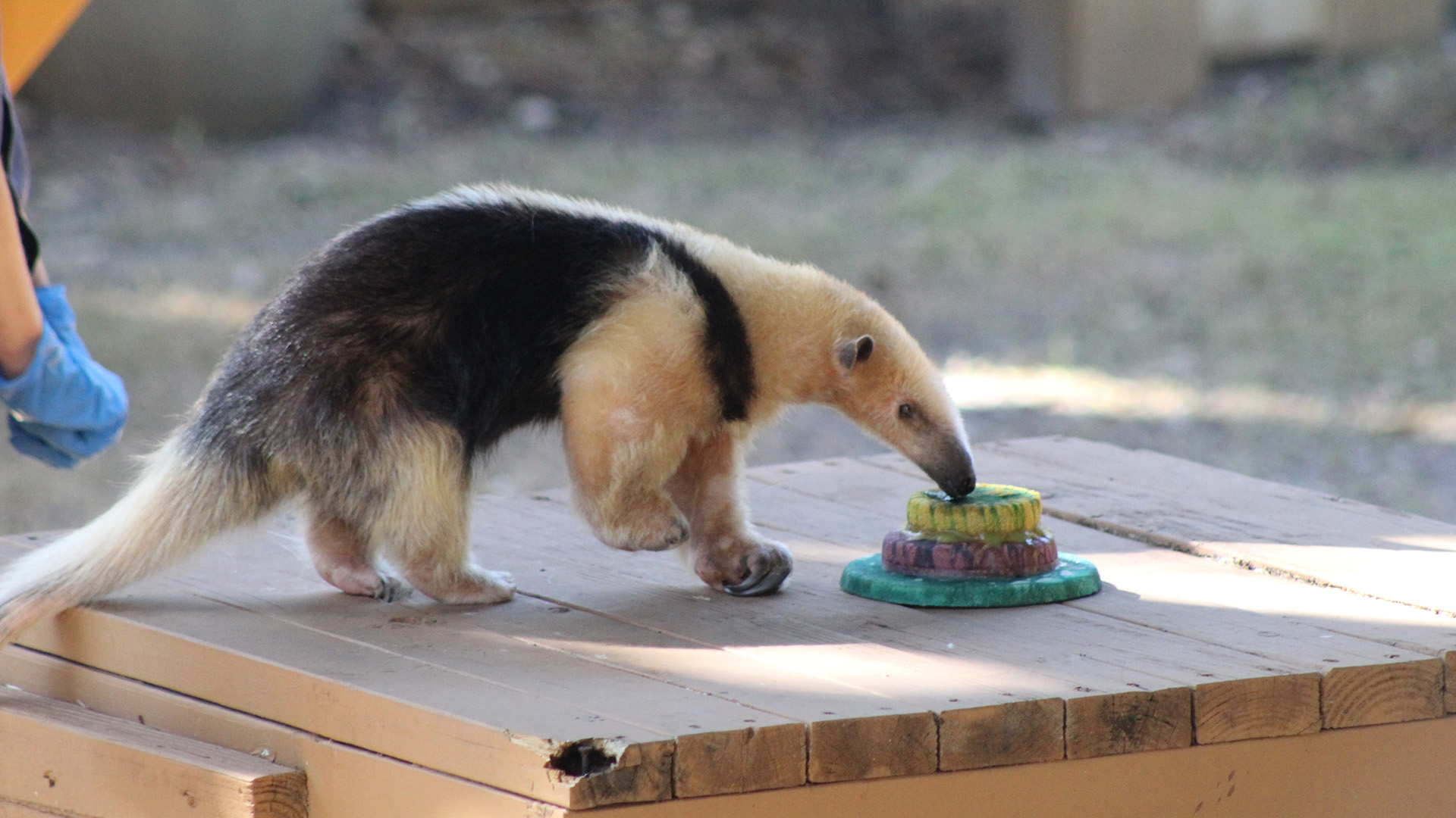 The Zoo staff is excited to celebrate Silvio the Southern vested tamandua's 10th birthday --... [Photo of the day - August 2022]
