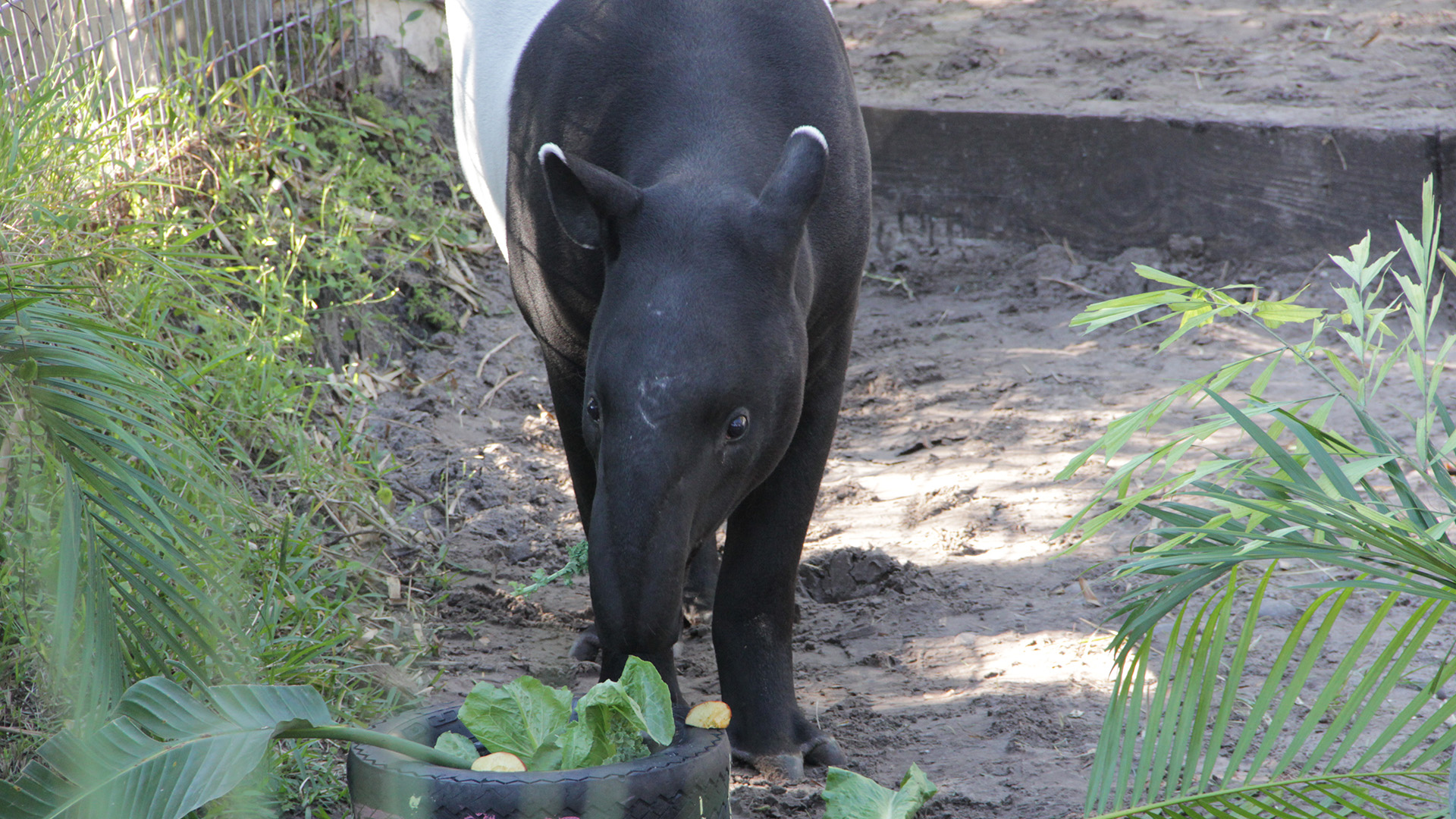 Albert the Malayan Tapir has been showing signs of a splayed kick when he walks, having his... [Photo of the day - August 2022]