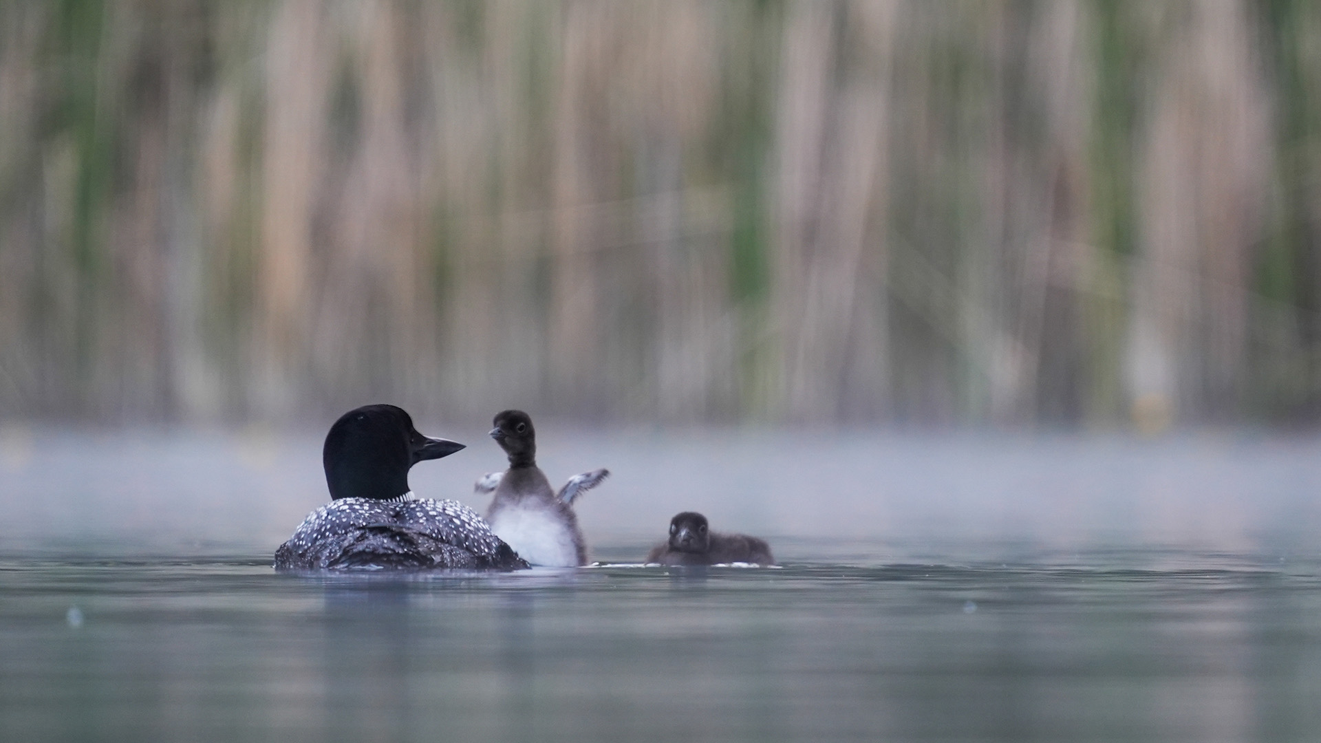 Loon chicks with their parents. This is from America's National Parks. [Photo of the day - September 2022]