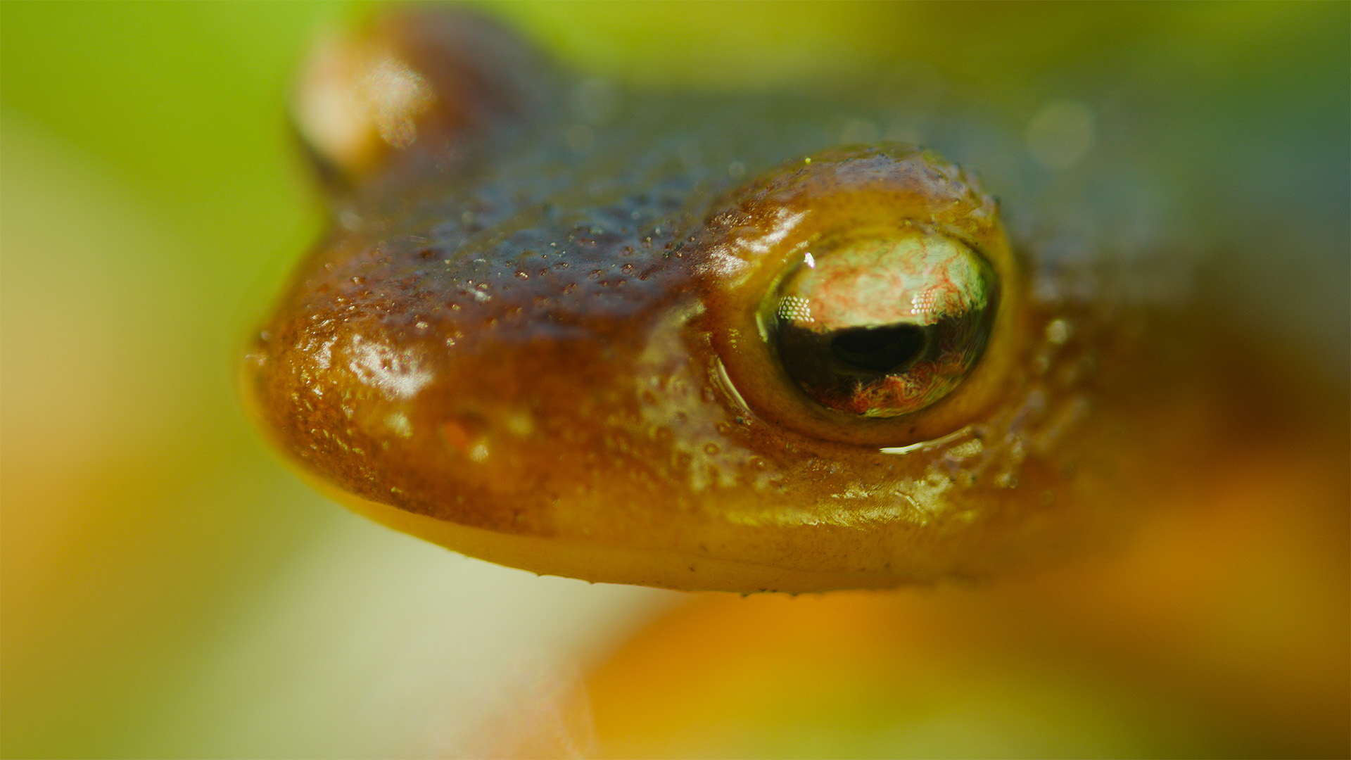 Portrait of a Sierra Newt. This is from America's National Parks. [Photo of the day - September 2022]