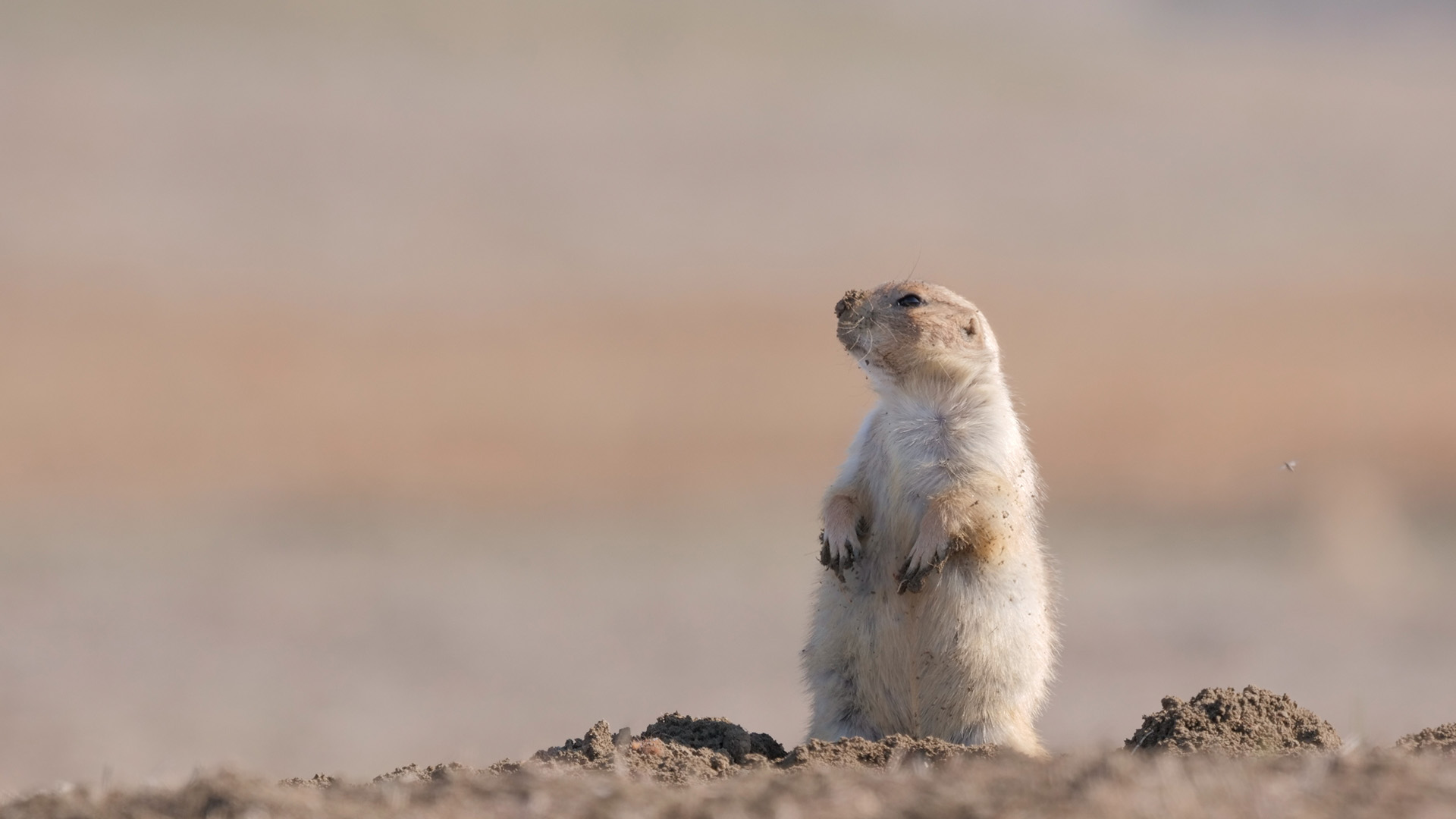 A prairie dog takes a break from digging and comes above ground to look around her home. This is... [Photo of the day - September 2022]