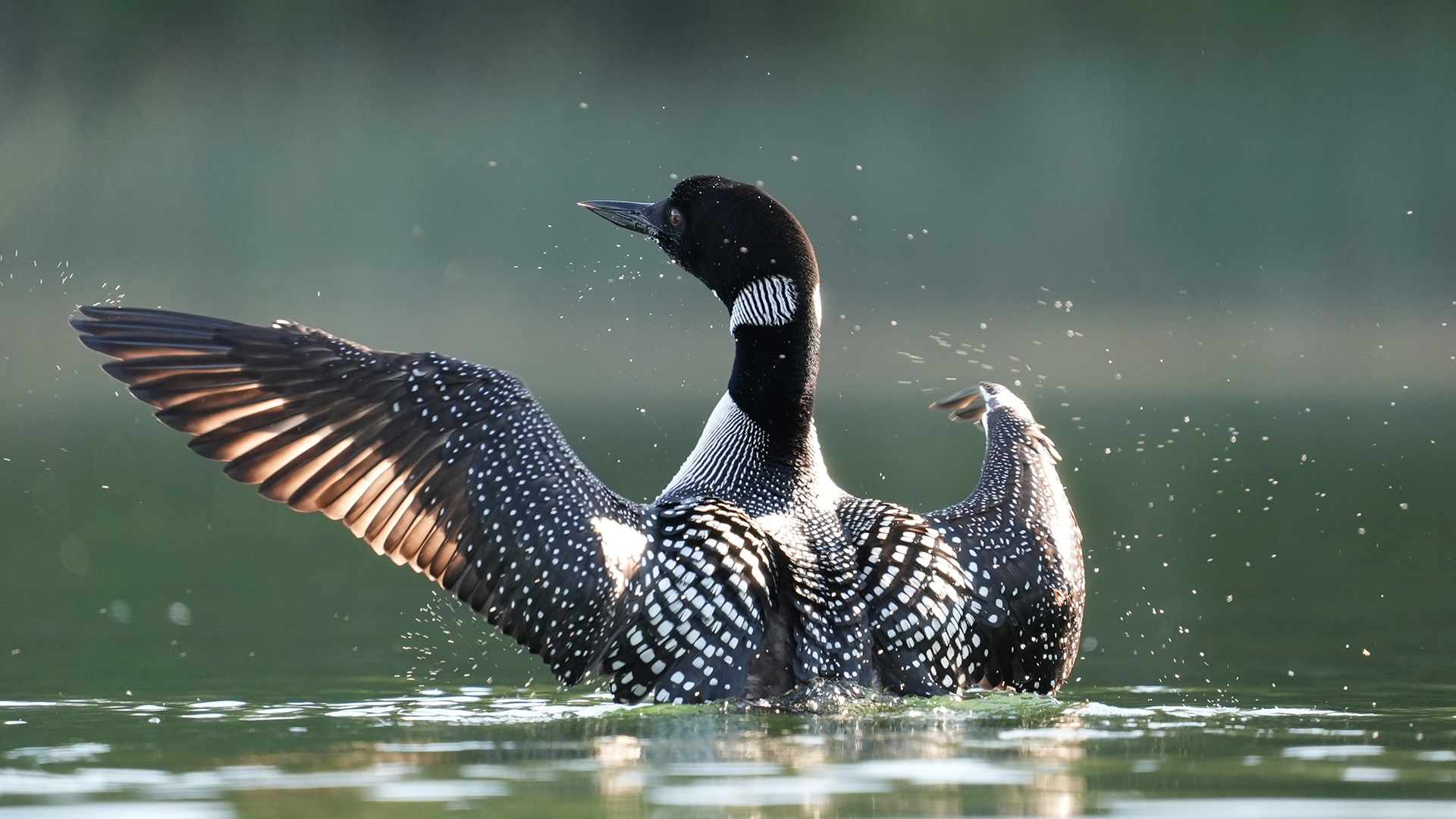 A loon performs a penguin dance. This is from America's National Parks. [Photo of the day - September 2022]