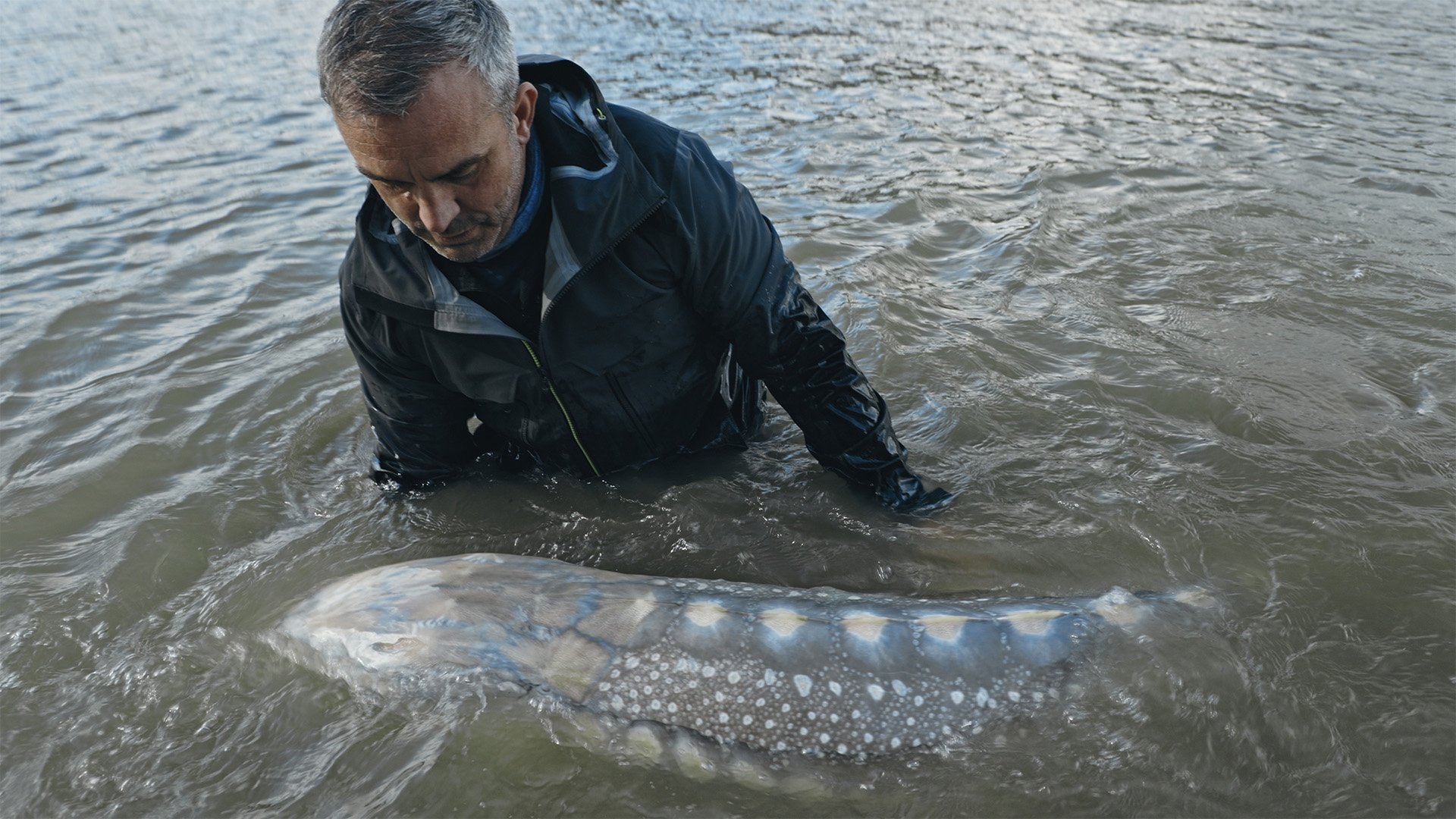 Growing to over 12 feet long and 1300 pounds, the prehistoric white sturgeon is a true... [Photo of the day - September 2022]