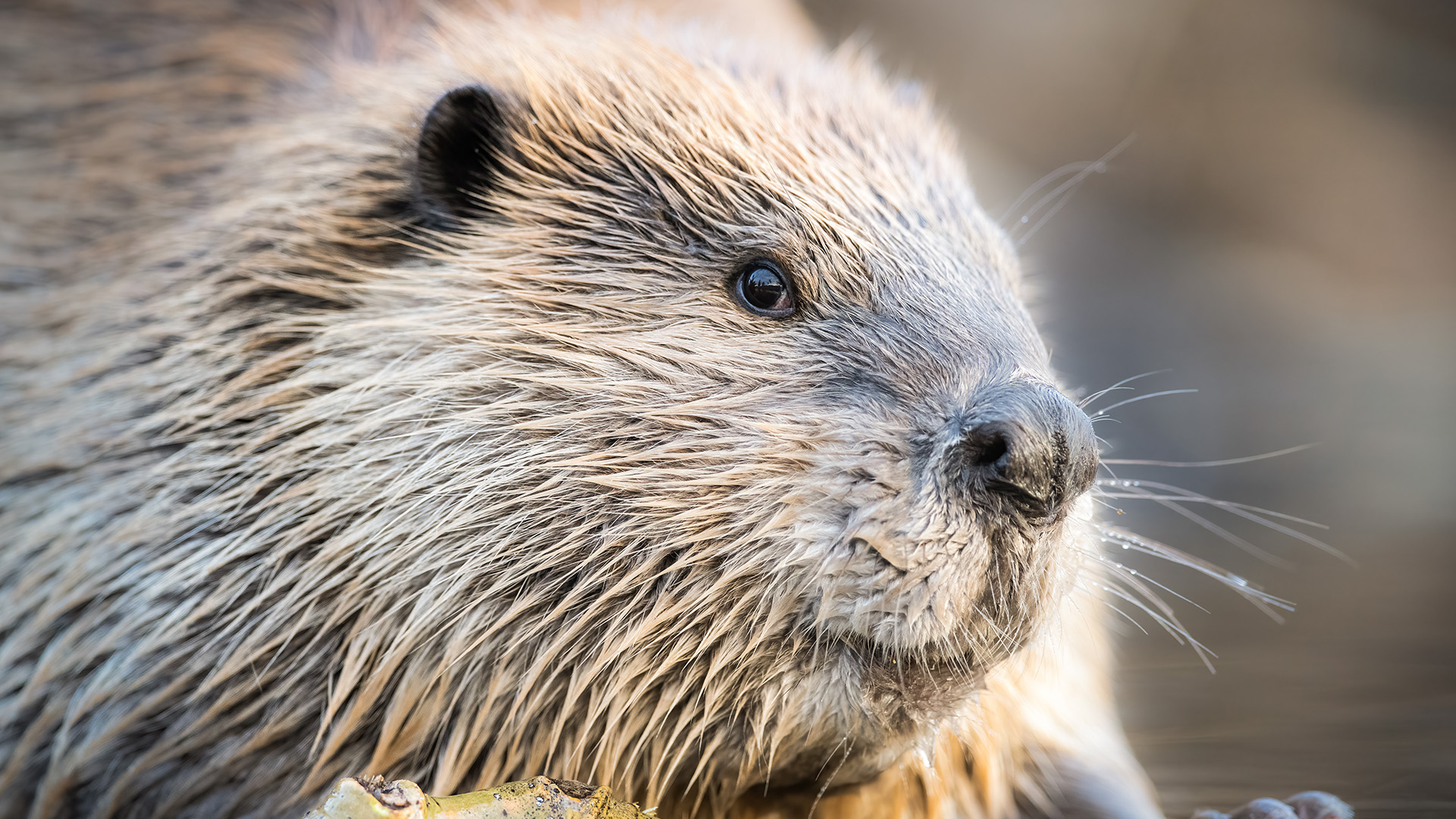 A Beaver (Castor canadensis) portrait on a beaver pond. This is from America's National Parks. [Photo of the day - September 2022]
