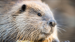 A Beaver (Castor canadensis)... [Photo of the day - 27 SEPTEMBER 2022]