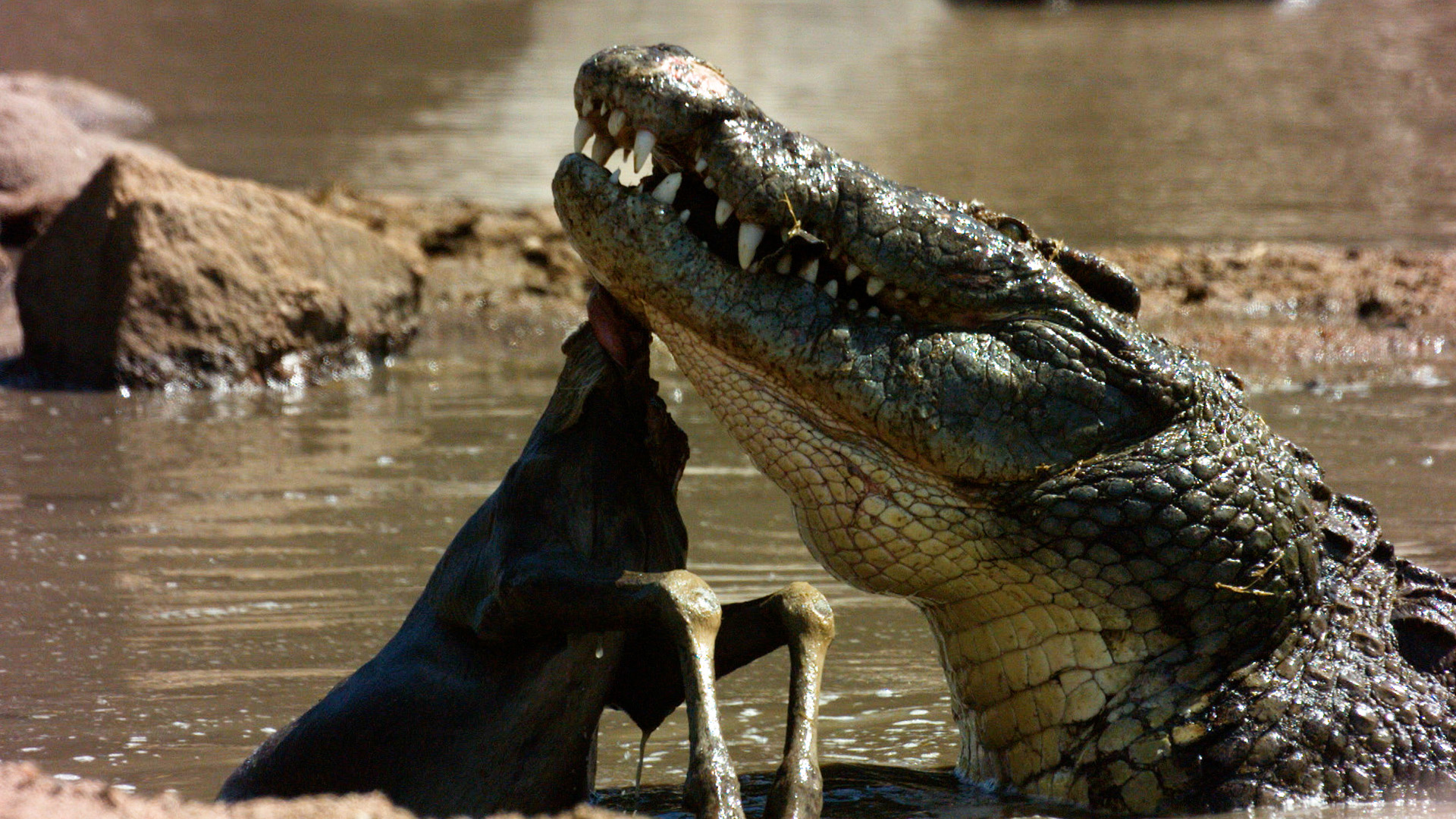 A crocodile hunting. This is from Crocodiles revealed. [Photo of the day - October 2022]