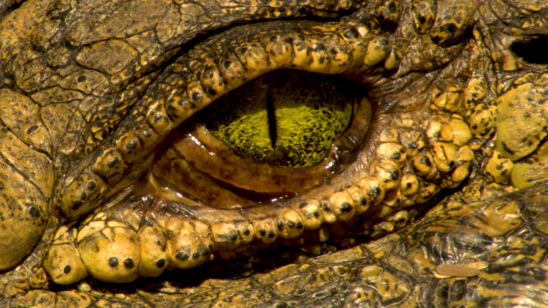 A crocodile eye. This is from Crocodiles revealed. [Photo of the day - October 2022]