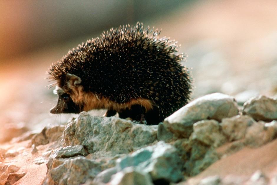The desert hedgehog hunts insect prey in Saharan wadi. This image is from Sahara. [Photo of the day - August 2012]