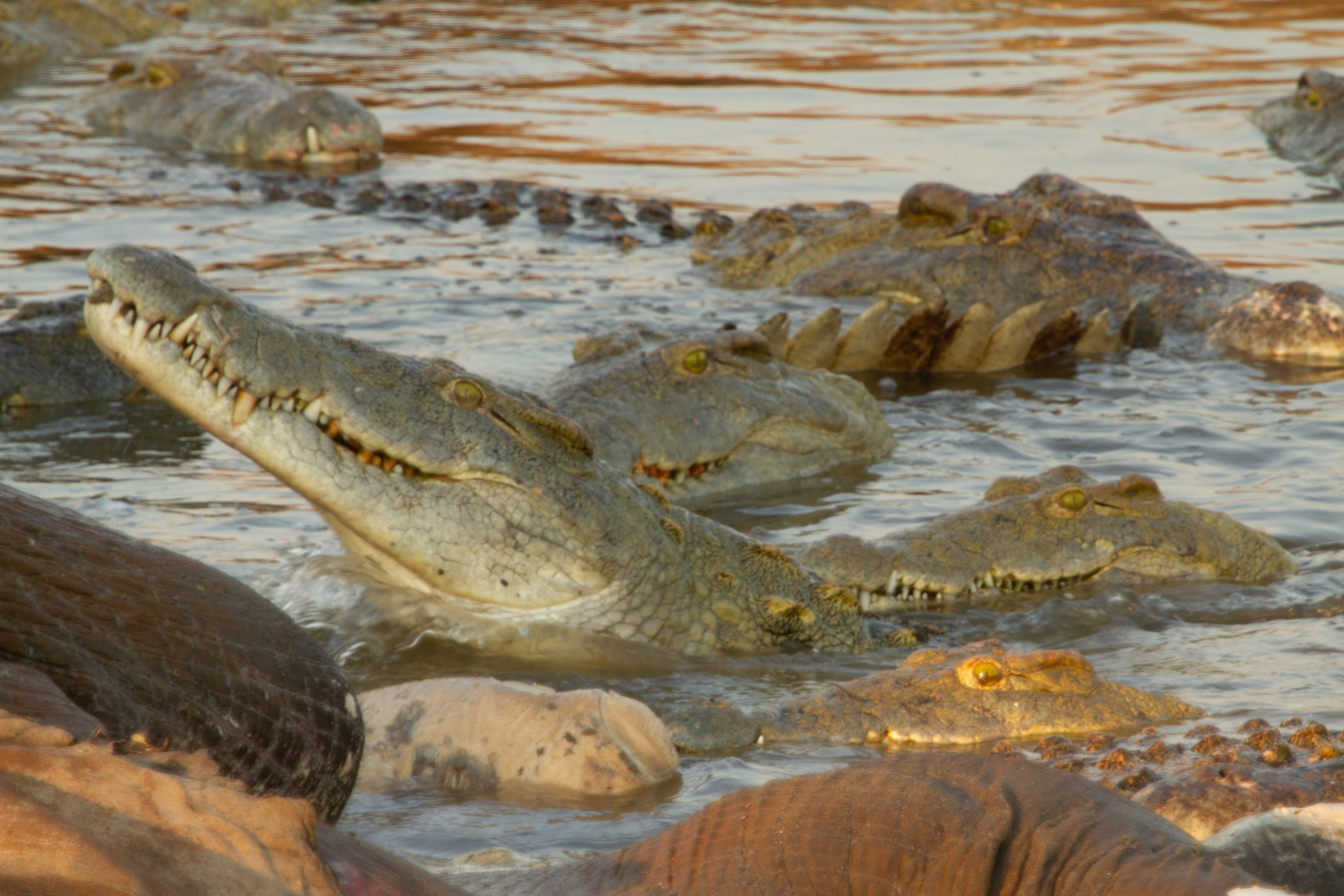 Many crocs around elephant carcass. This is from Crocodiles revealed. [Photo of the day - October 2022]
