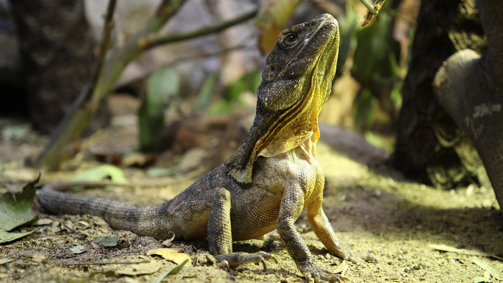 An Australian Frill-necked Lizard stares down a cricket for breakfast. In the wild, a... [Photo of the day - October 2022]