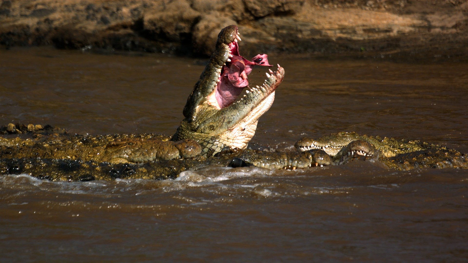 Crocodile eating. This is from Crocodiles revealed. [Photo of the day - October 2022]