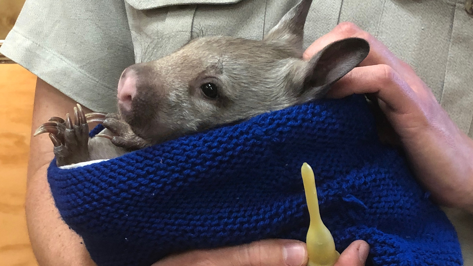Orphaned baby wombat Waru.  This is from Secrets of the Zoo: Down under. [Photo of the day - October 2022]