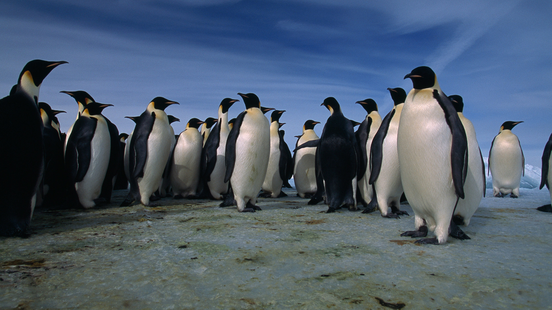 A group of adult emperor penguins stand together on the ice in Cape Washington, Antarctica. This... [Photo of the day - November 2022]