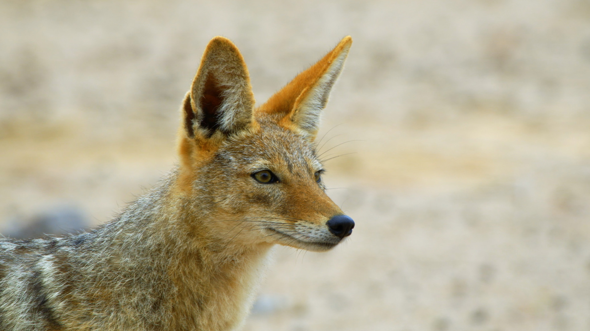 A portrait of a jackal. This is from Africa's Deadliest: Deadly Waters. [Photo of the day - November 2022]