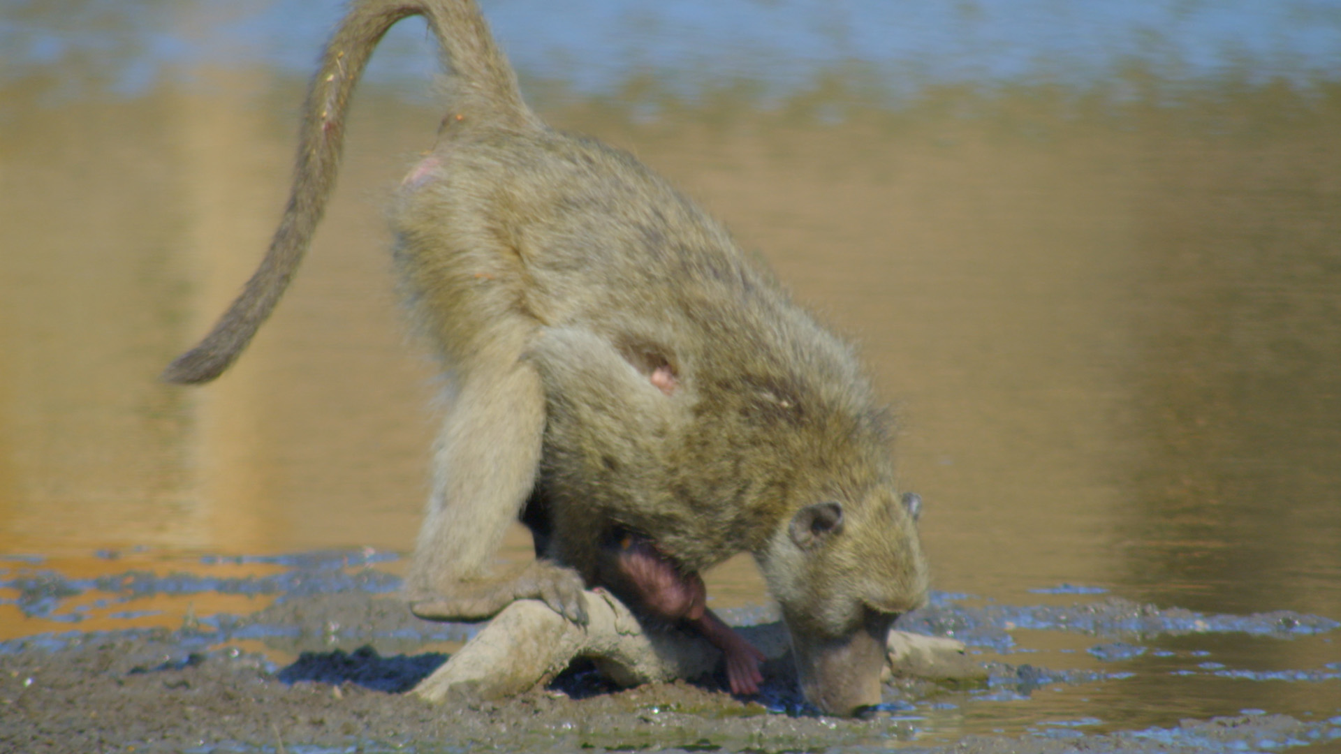 A baboon drinks water. This is from Africa's Deadliest: Deadly Waters. [Photo of the day - November 2022]